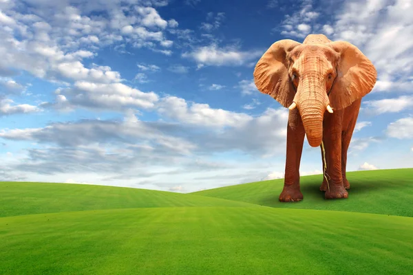 Elephant walking in field — Stock Photo, Image