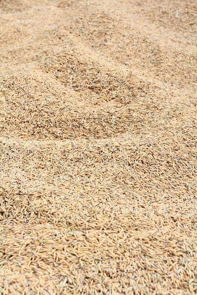Unmilled rice texture — Stock Photo, Image