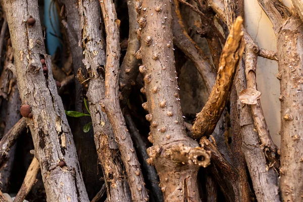 Les Restes Des Branches Qui Ont Été Laissées Derrière Vieux — Photo