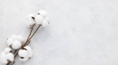 Beyaz arkaplanda pamuk çiçekleri. Düzlük, üst görünüm, minimalizm