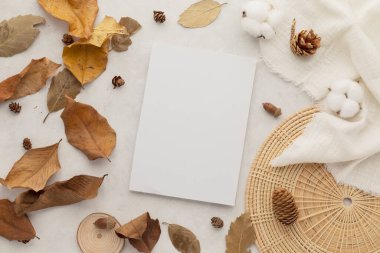 Sonbahar kompozisyonu, kurumuş yapraklar. Beyaz arka planda pamuk çiçekleri ve çam kozalakları. Düz konum, kopyalama alanı olan üst görünüm