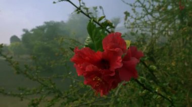 Yeşil yapraklı kırmızı kızılderili çiçeği tepe istasyonunda sis zemininde sunuluyor..