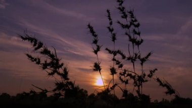 Bitkiler arasında akşam vakti günbatımı görüntüsünde doğal mor gökyüzü arkaplanı.