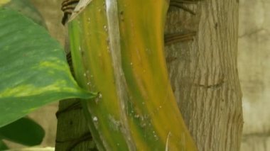 Para ağacı, papaya ağacının zip görüntülerine kök salmış..
