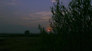 Hindistan orman sahasındaki Violet Gökyüzü arkaplanındaki yeşil bitki arasında gün batımı görüntüsü.