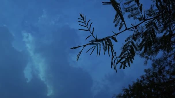 Até Topo Folhas Clipe Tiro Fundo Céu Azul Noite — Vídeo de Stock