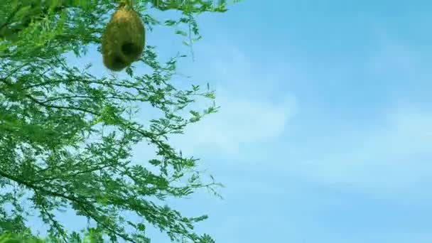 Maison Arbre Plantée Sur Arbre Par Bel Oiseau Volant Suspendue — Video