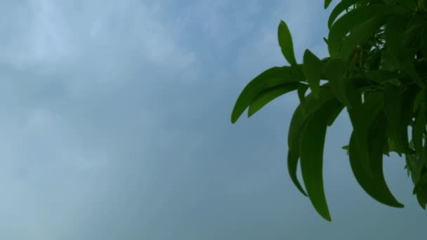 Зеленые Листья Фоне Голубого Неба — стоковое видео