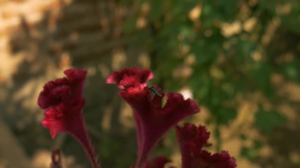 Fliegenwesen Mit Biologischer Beziehung Auf Roter Blume Bei Grünem Gartenhintergrund — Stockvideo