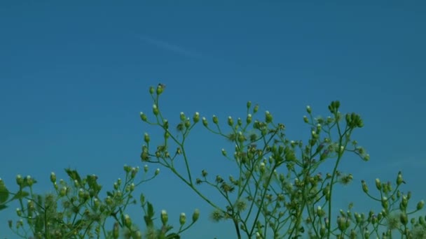 Increíble Flor Fondo Del Cielo Azul Con Rodaje Conjunto Giratorio — Vídeos de Stock