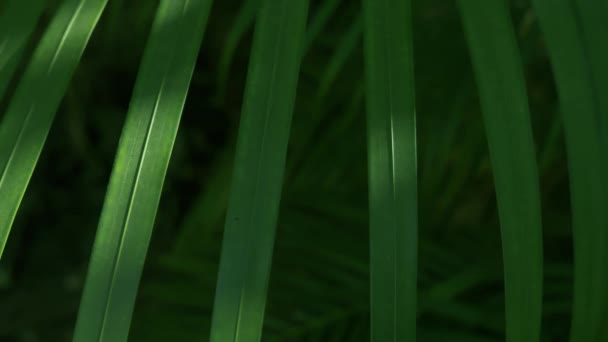 Leaf Closeup Filmische Beelden Aziatische Tuin Wazig Achtergrond — Stockvideo