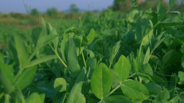 Ασιατικό Πράσινο Αγρόκτημα Πεδίο Κινηματογραφικό Υλικό Μπλε Πονηρό Φόντο — Αρχείο Βίντεο