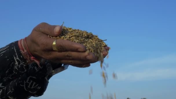 Rice Seeds Falling Asian Man Hand Blue Sky Background — Stock Video