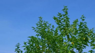 Mavi arka planda yeşil yapraklar doğal sinematik görüntüler.