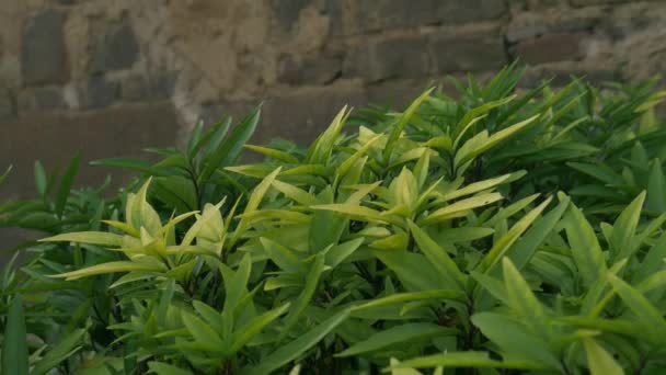 Zielony Liście Roślin Kamień Ściana Tło Naturalne Film Materiał — Wideo stockowe