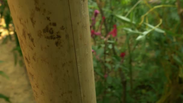 Pólo Bambu Closeup Vista Cinematográfica Torno Jardim Orgânico Verde Borrão — Vídeo de Stock