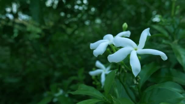Planta Hojas Verdes Con Flor Blanca Sobre Fondo Jardín Metraje — Vídeos de Stock