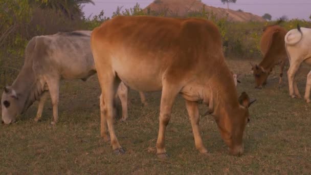 Aziatisch Dorp Koe Groep Eten Gras Indiase Bos Achtergrond — Stockvideo