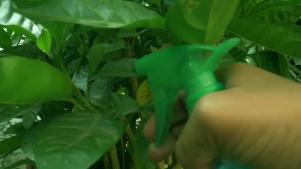 庭で有機健康改善のための緑の植物噴霧肥料 — ストック動画