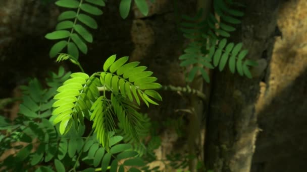 Light Green Small Leaf Tree Branch Stable Shot Garden Insight — Stock Video