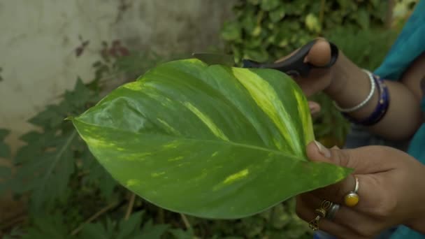 Indian Village Female Cutting Green Leaf Beautiful Garden Background — Stock Video