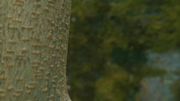 Árvore Madeira Closeup Zip Shot Verde Borrão Jardim Fundo — Vídeo de Stock