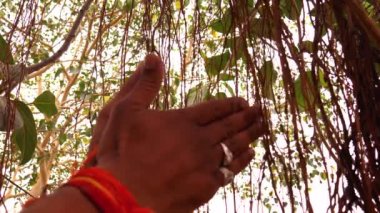 Hindu dindar adam, beyaz arka planda ibadet eden Lord Holly ağaç kökleri için sunulmuştur..