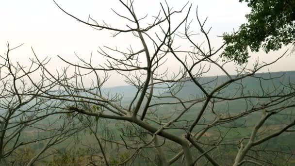 Árbol Madera Ambiente Natural Presentado Alrededor Fondo Cielo Bosque Asiático — Vídeos de Stock