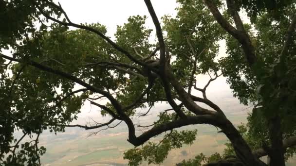 Madera Verde Asiático Árbol Natural Ambiente Presentado Alrededor Indio Bosque — Vídeos de Stock