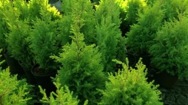 Yaratıcı yeşil mikro yaprak bahçesi toprak siyah arkaplan.