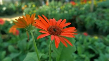 Ayçiçeğinin güzel portakal çeşitliliği Asya bahçesi arka planı.