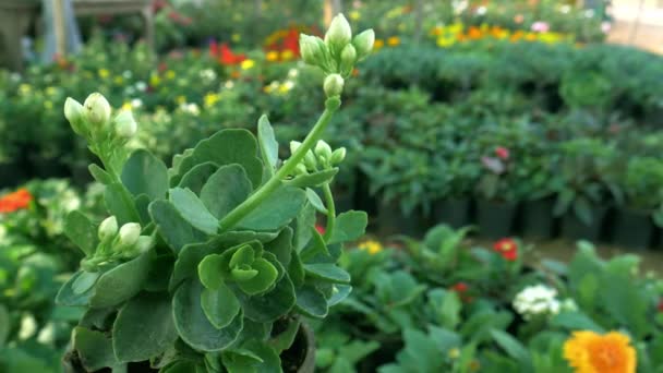 Hermoso Indio Color Blanco Pequeñas Flores Cápsula Primer Plano Alrededor — Vídeos de Stock