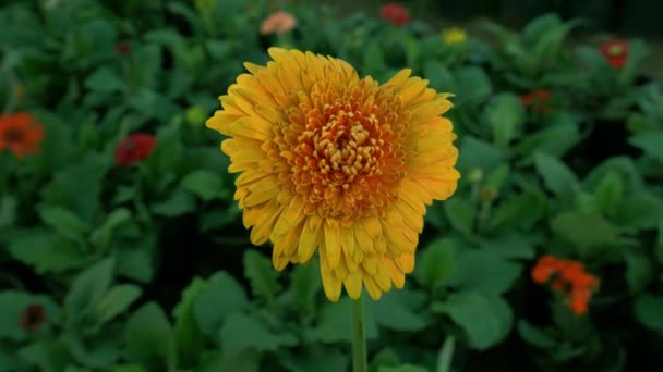 Красивий Індійський Жовтий Колір Соняшнику Крупним Планом Навколо Паркової Зони — стокове відео