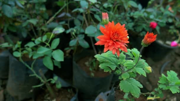 Schöne Indische Sonnenblume Oranger Farbe Nahaufnahme Isoliert Garten Hintergrund — Stockvideo