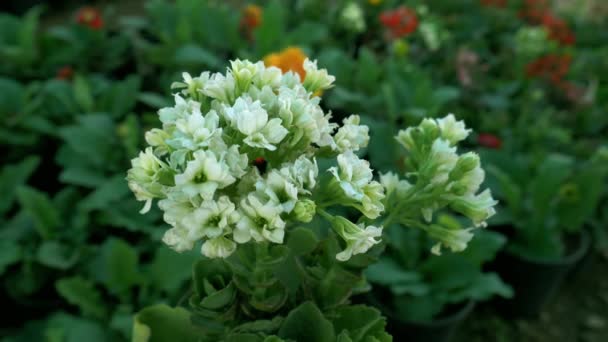Schöne Weiße Indische Verbundkapsel Blume Nahaufnahme Garten Hintergrund — Stockvideo