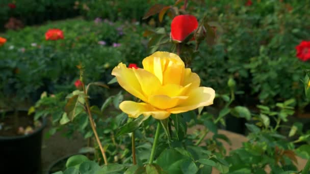 Hellgelbe Asiatische Rosensorte Auf Kurzen Blättern Auf Gartenhintergrund — Stockvideo