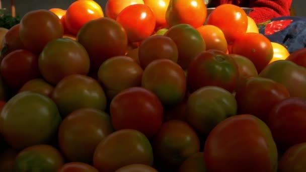 Híbrido Color Rojo Orgánico Producido Indio Variedad Tomate Presentado Secuencia — Vídeo de stock