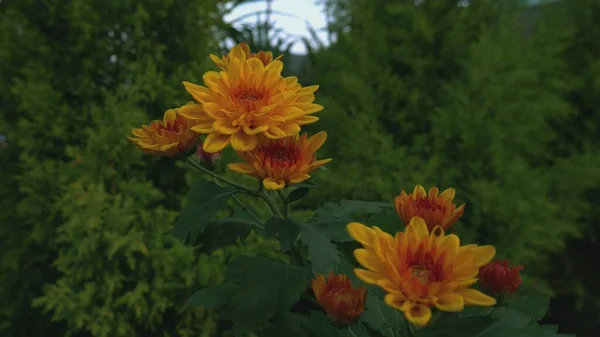 Flor Color Amarillo Presentada Sobre Fondo Jardín — Foto de Stock