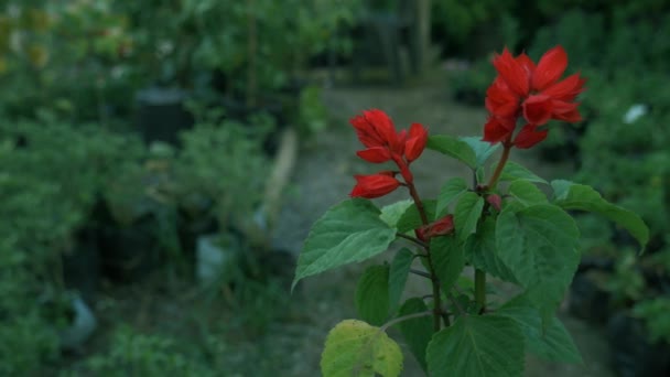 Cápsula Vermelha Pequena Flor Natural Apresentado Câmera Estável Tiro Fundo — Vídeo de Stock