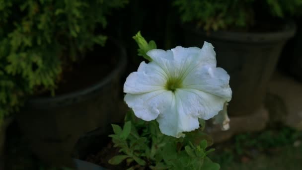 Asiatische Weiße Tropische Blume Präsentiert Auf Stabilen Kameraaufnahmen Indischen Garten — Stockvideo