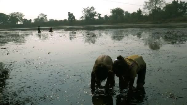 Distrikt Katni Madhya Pradesh Indien Januari 2021 Byn Flicka Och — Stockvideo