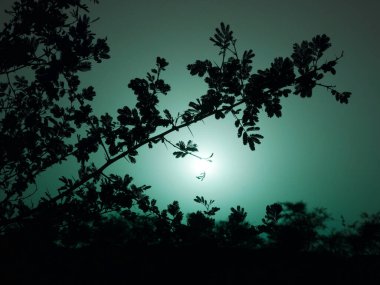 Gece ışık efekti arka planında koyu yapraklar