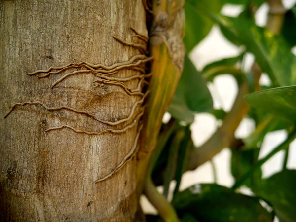 Geldpflanze Wurzeln Mit Papaya Baum Nahaufnahme Rund Die Natur Präsentation — Stockfoto