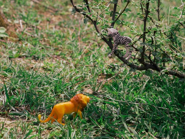 Lion Looking Zebra Tree Hunting Toy Story Concept — Stock Photo, Image