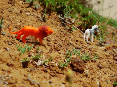 Aslan ormanda hayvan oyuncağı avlamak için zebra kovalıyor.