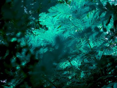 Turkuaz renk derecelendirmesi ticari çekim için doğal yapraklar bitki görüntüsü