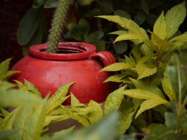 Çin toprağı, doğal bahçe çevresi arasında sunulan tarihi bitki saksısını yaptı.