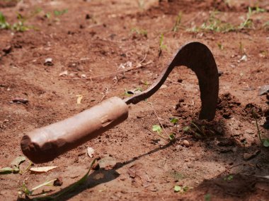 Orak tarım sunumu için toprak kazma duruşunda izole edildi