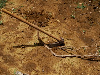 Toprak tarlasında bitki kökleri kesen balta yetiştiriyorum.