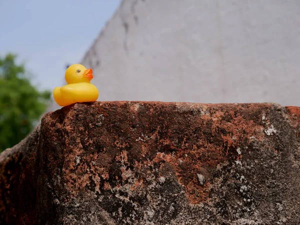 Gelbe Farbe Tweet Vogel Isolieren Auf Outdoor Umgebung — Stockfoto